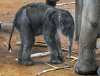 zoo_elefanten1701267_hl-19_145.jpg