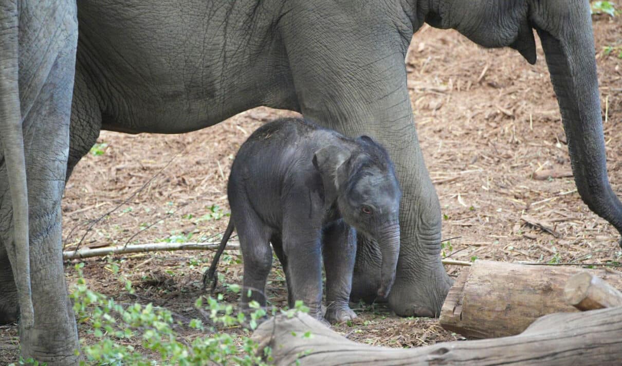 Das Foto zeigt Elefantennachwuchs im Kölner Zoo.