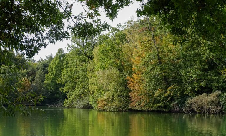 Blick auf das bewaldete Ufer des Bensberger Sees.