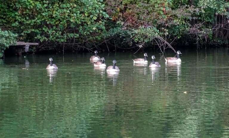 Gänse schwimmen im Kahnweiher in Refrath