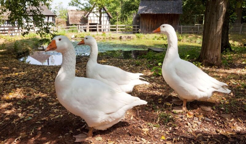 Gänse im Freilichtmuseum Kommern