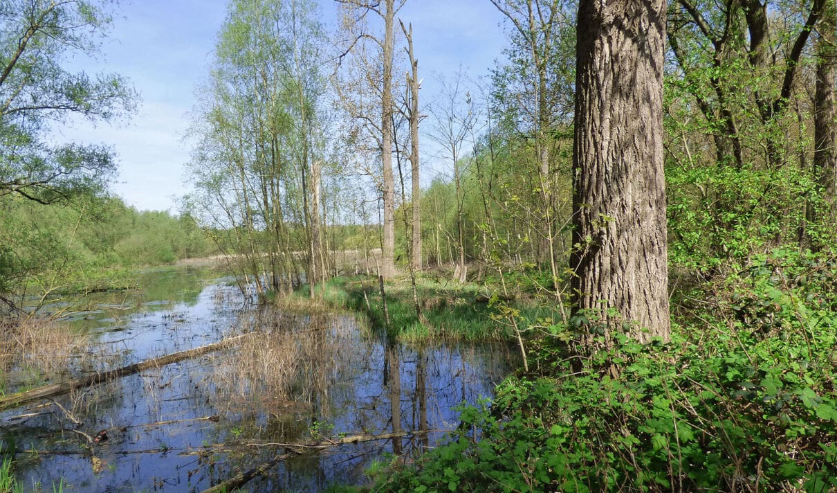 Auenlandschaft des Worringer Bruchs im Kölner Norden.