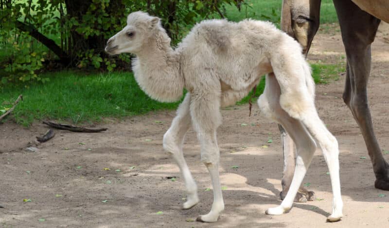 Das Foto zeigt ein junges weißes Trampeltier im Kölner Zoo.