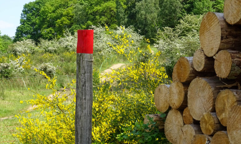 Eine Wegmarkierung in der Wahner Heide mit gelb blühendem Ginster