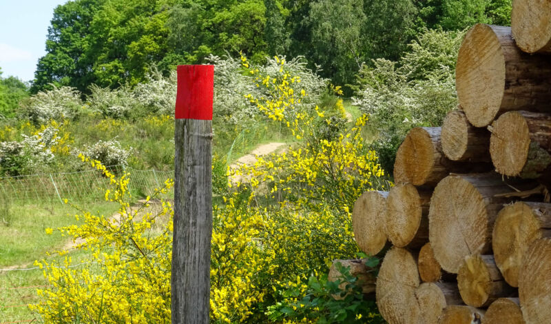 Eine Wegmarkierung in der Wahner Heide mit gelb blühendem Ginster