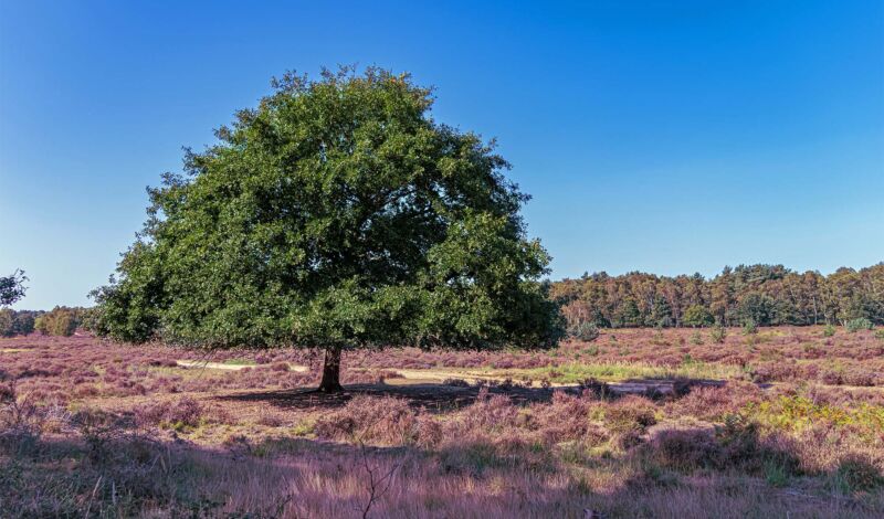 Ein Laubbaum steht inmitten lila blühender Erika in der Wahner Heide.