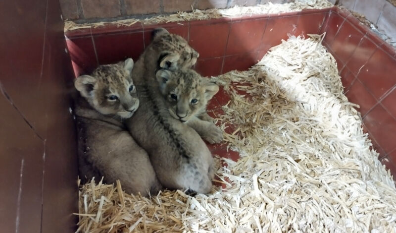 Drei Jungtiere der Asiatischen Löwen in ihrer Wurfbox im Kölner Zoo