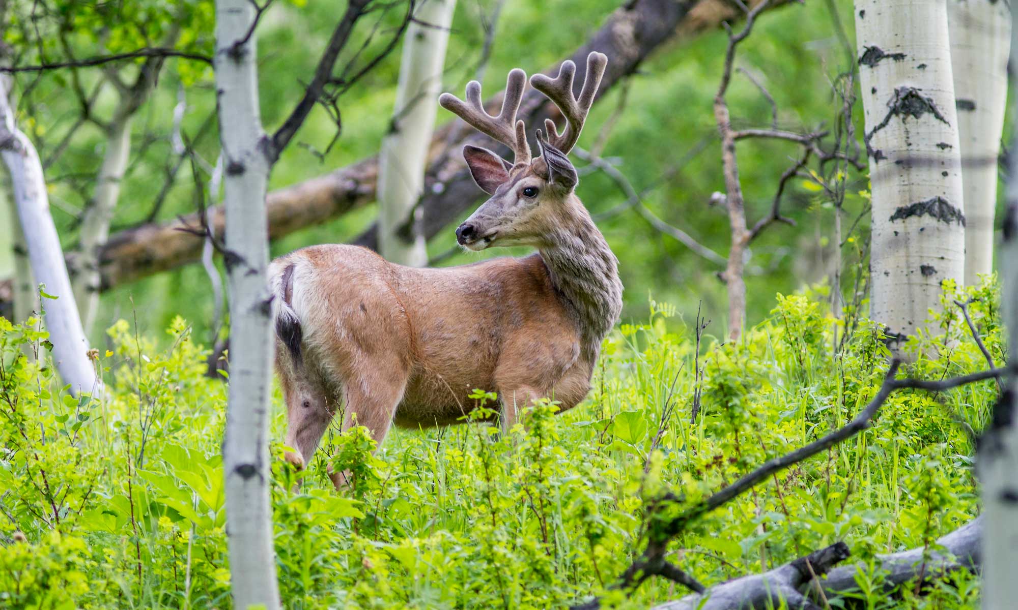 Junger Hirsch in Birkenwald