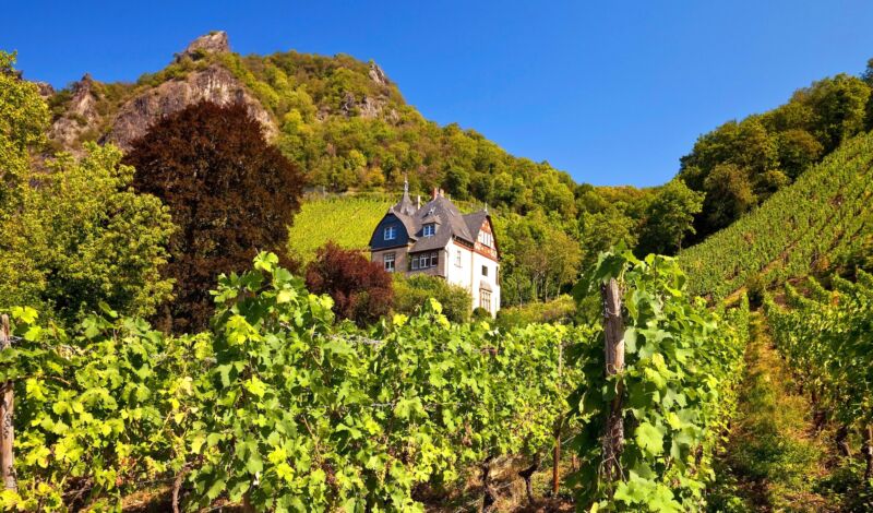 Weinberge am Hang zum Drachenfels