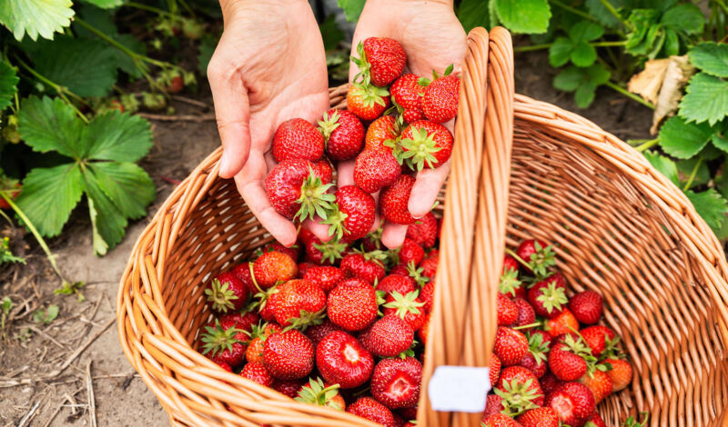 Jemand legt selbstgepflückte Erdbeeren frisch vom Feld in einen Korb.