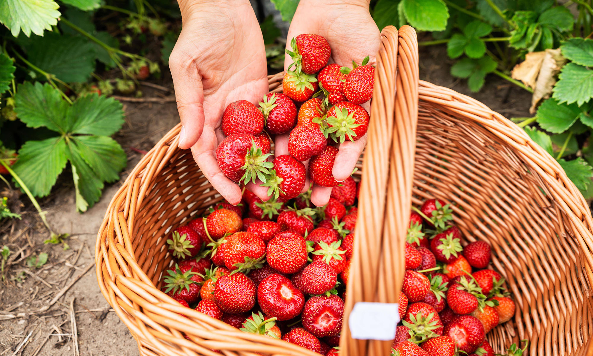 Jemand legt selbstgepflückte Erdbeeren frisch vom Feld in einen Korb.