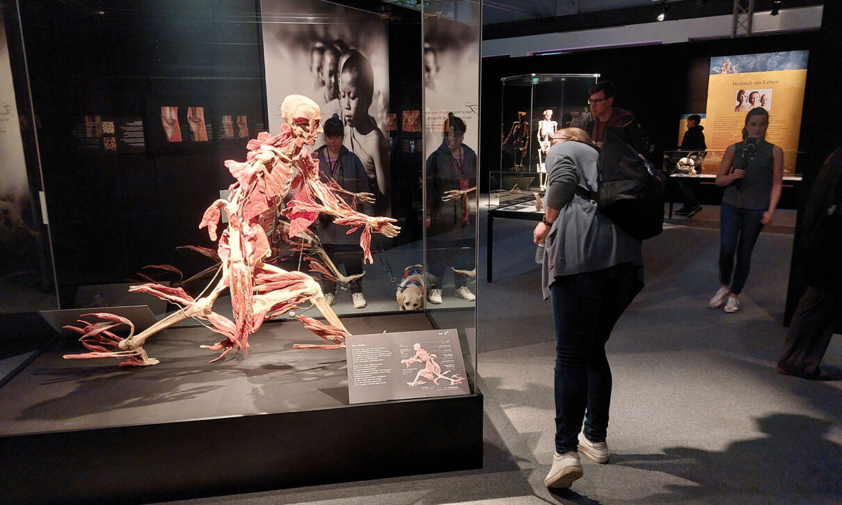 Impressionen aus der Ausstellung Körperwelten in Köln