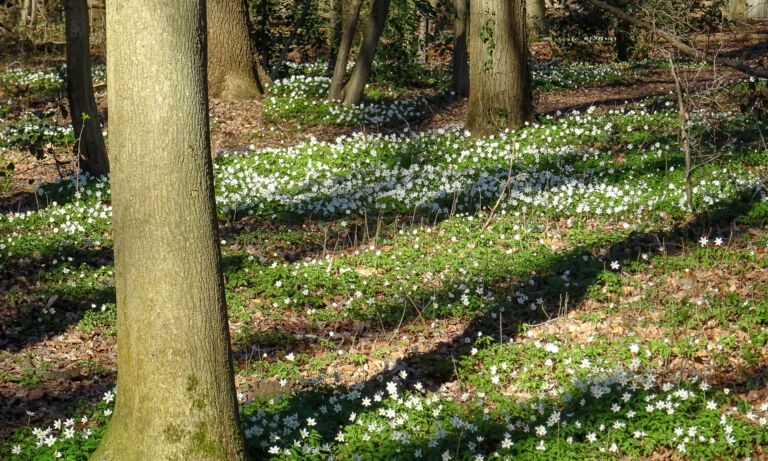 Blühende Anemonen auf einem Laubwaldboden