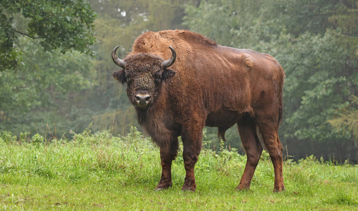 Bison auf einer Wiese