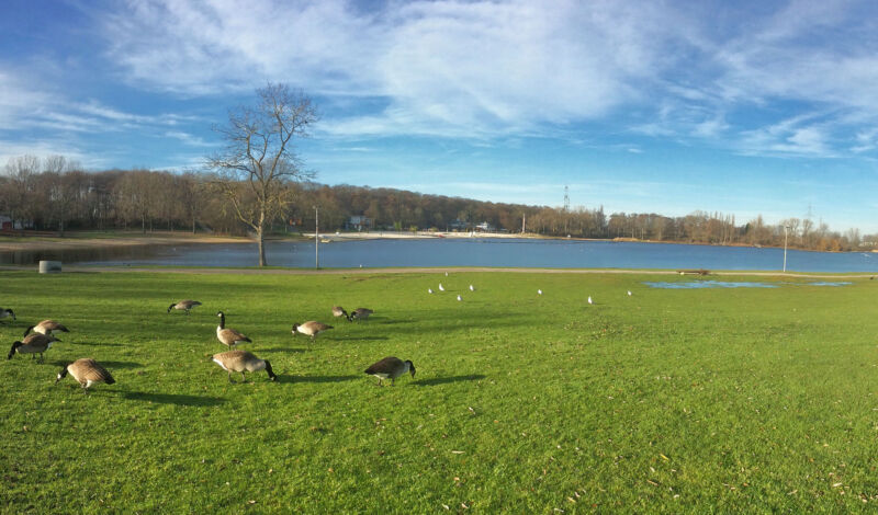 Kanadagänse grasen auf einer Wiese am Fühlinger See im Kölner Norden