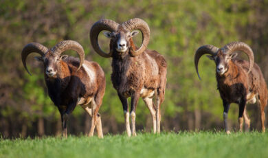 Eine Gruppe von Mufflons