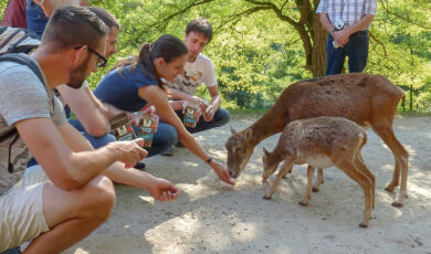 Besucher füttern Wildtiere im Eifelpark Gondorf