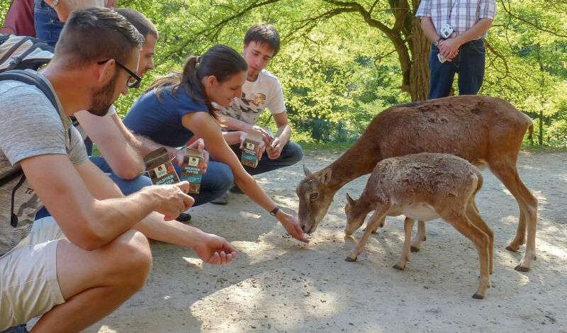 Besucher füttern Wildtiere im Eifelpark Gondorf