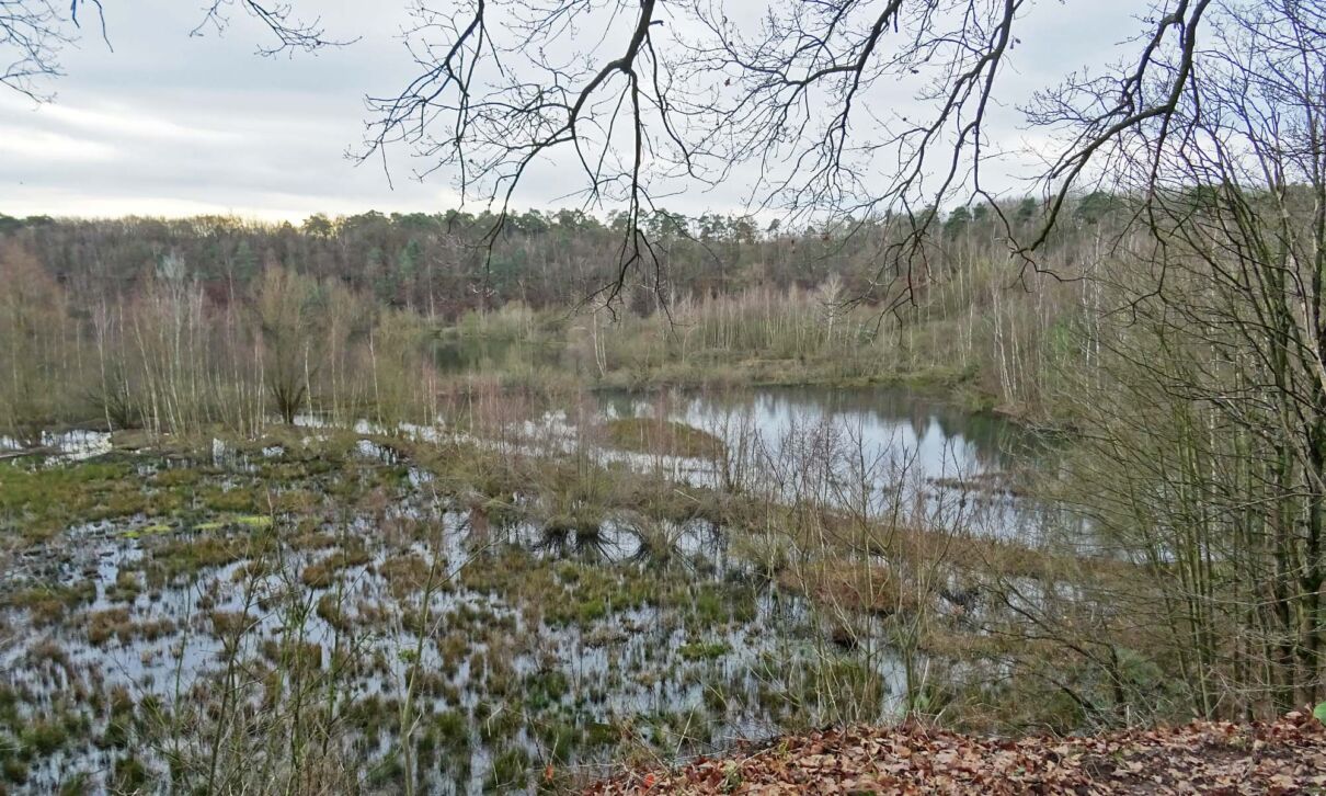 Wassertümpel im Naturschutzgebiet „Am Hornpottweg" im Kölner Stadtteil Dünnwald.