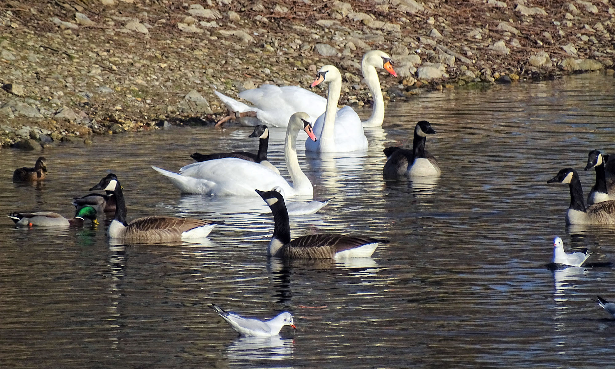 Verschiedene Wasservögel schwimmen auf dem Fühlinger See