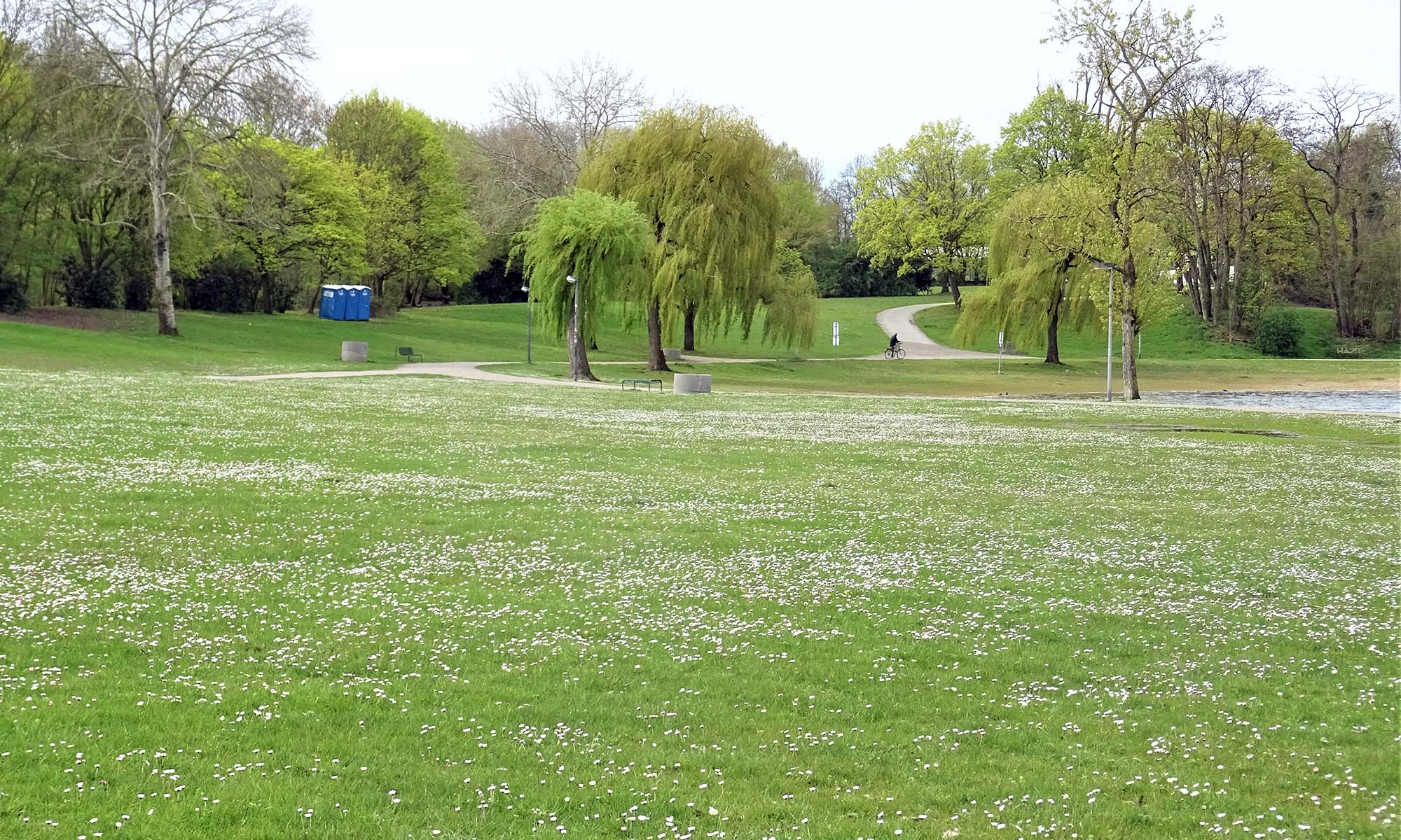 Eine Wiese mit Gänseblümchen am Naherholungsgebiet Fühlinger See