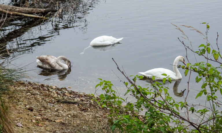 Drei Schwäne schwimmen auf dem Wasser des Höhenfelder Sees