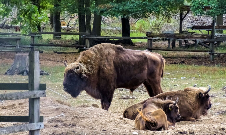 Gehege mit Wisenten im Wildpark Dünnwald.