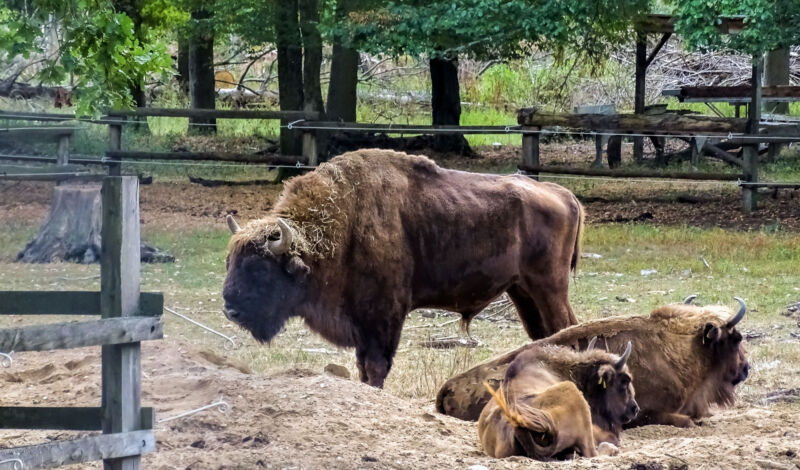 Gehege mit Wisenten im Wildpark Dünnwald.