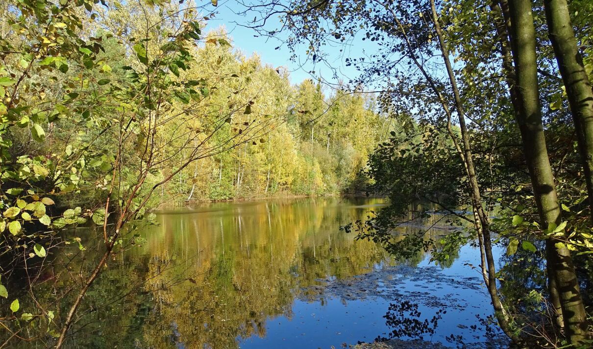 Blick auf einen kleinen See im Naturschutzgebiet Grube Cox in Bergisch Gladbach, im Hintergrund ein Birkenwäldchen