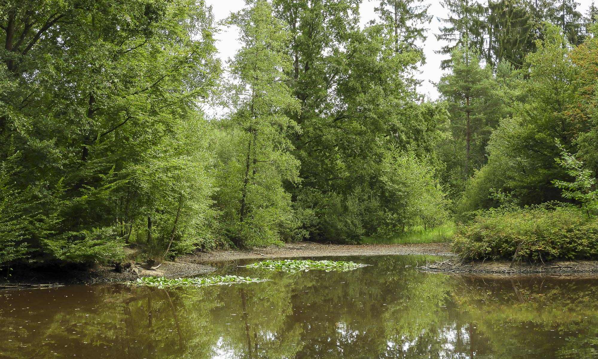 Man sieht die Wasserfläche des Rather Weihers mit Seerosen und mit Bäumen im Hintergrund