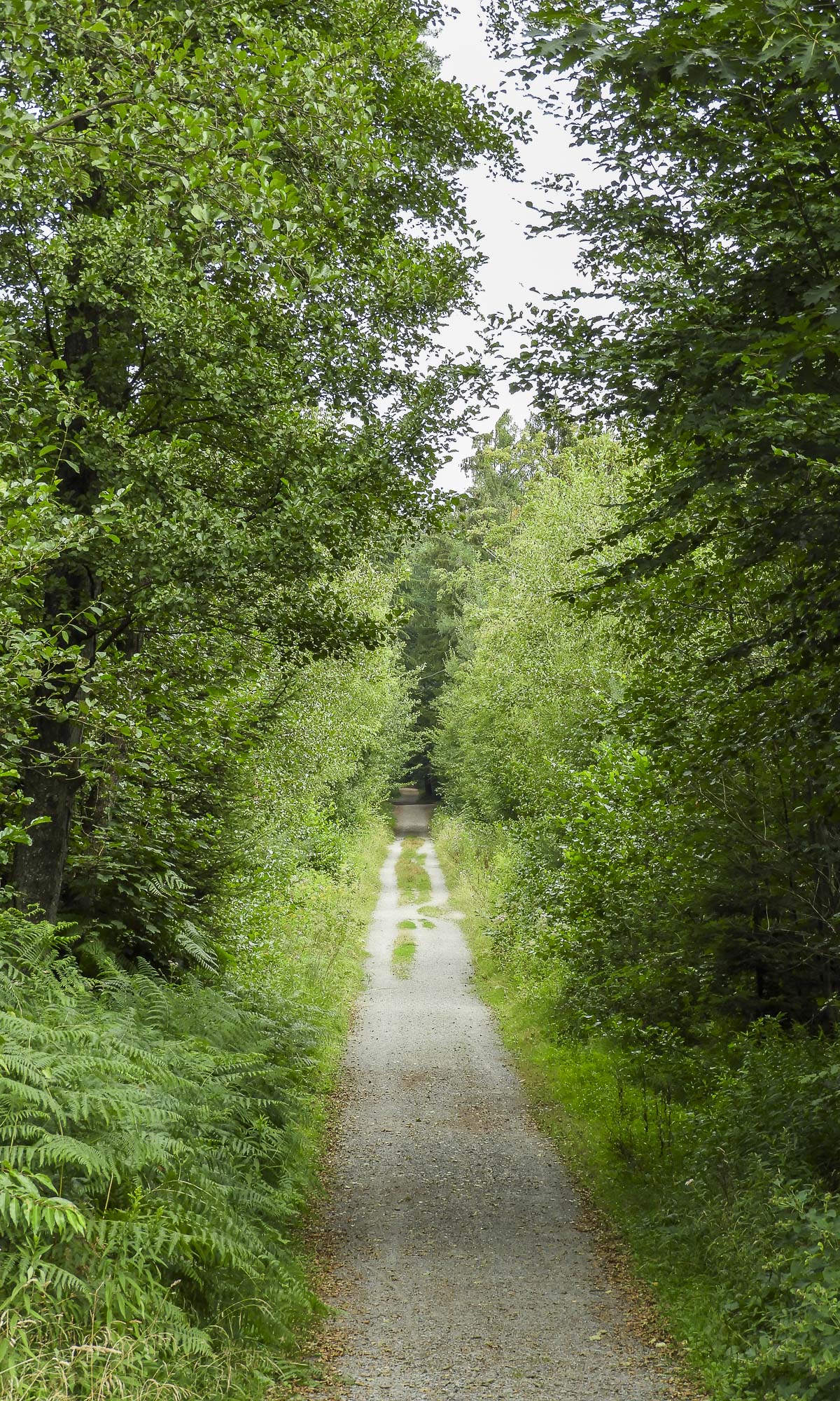 Ein befestigter Wanderweg im Kölner Königsforst