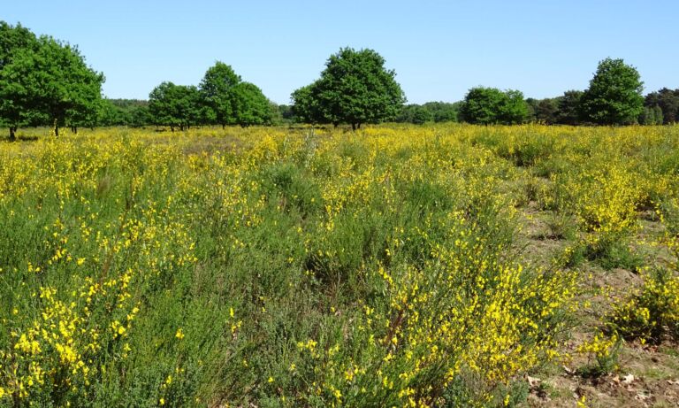 Gelb blühende Ginsterheide