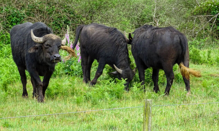 Drei Wassebüffel grasen in der Wahner Heide