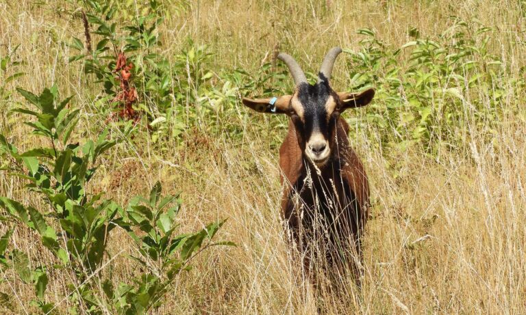 Eine Ziege im hohen Gras der Wahner Heide