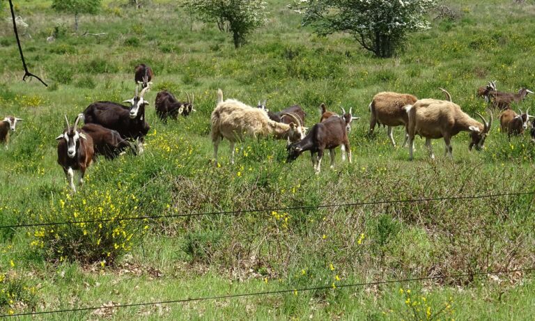 Ziegen grasen in der Wahner Heide