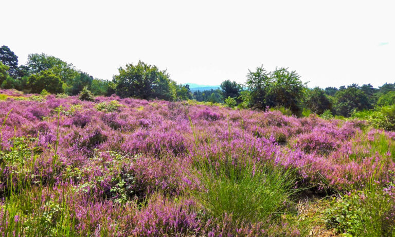 Das Bild zeigt blühende Erika in der Wahner Heide