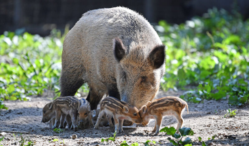 Wildschwein mit Frischlingen im Gehege.