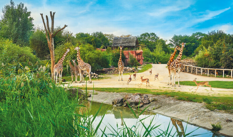 Das Giraffen-Gehege in der Zoom-Erlebniswelt in Gelsenkirchen.