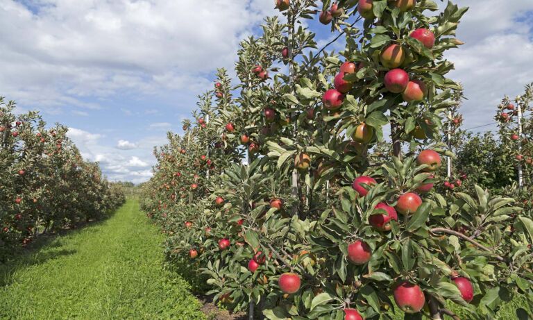 Eine Obstplantage mit Apfelbäumen im Pleiser Ländchen