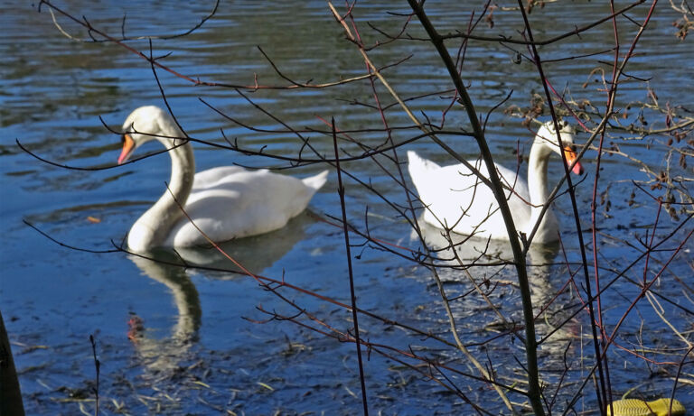 Zwei Schwäne schwimmen auf dem Heider Bergsee