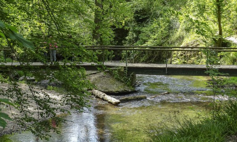 Holzbrücke über den Eifgenbach mit Bäumen und Wald