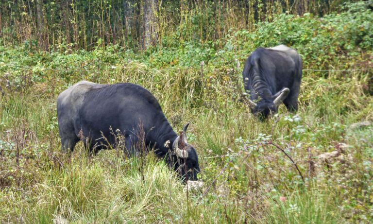 Grasende Wasserbüffel auf einer Wiese im Naturschutzgebiet Volbachtal