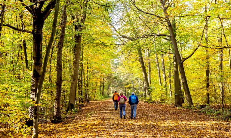 Wanderer durchequeren einen herbstlichen Wald