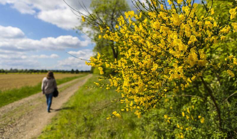 Frau wandert im Sommer auf einem Feldweg vorbei an Ginsterbüschen