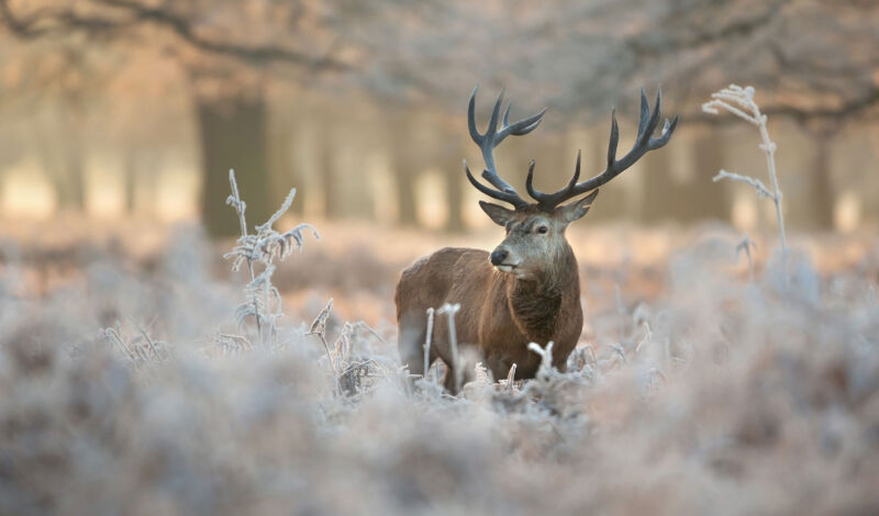 Hirsch in einer winterlichen Landschaft