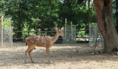 Hirsch in einem Tierpark